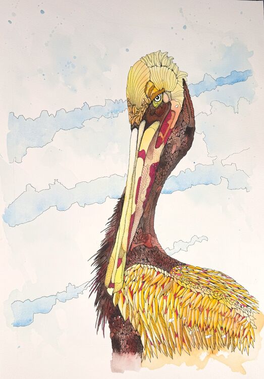 Pelican
