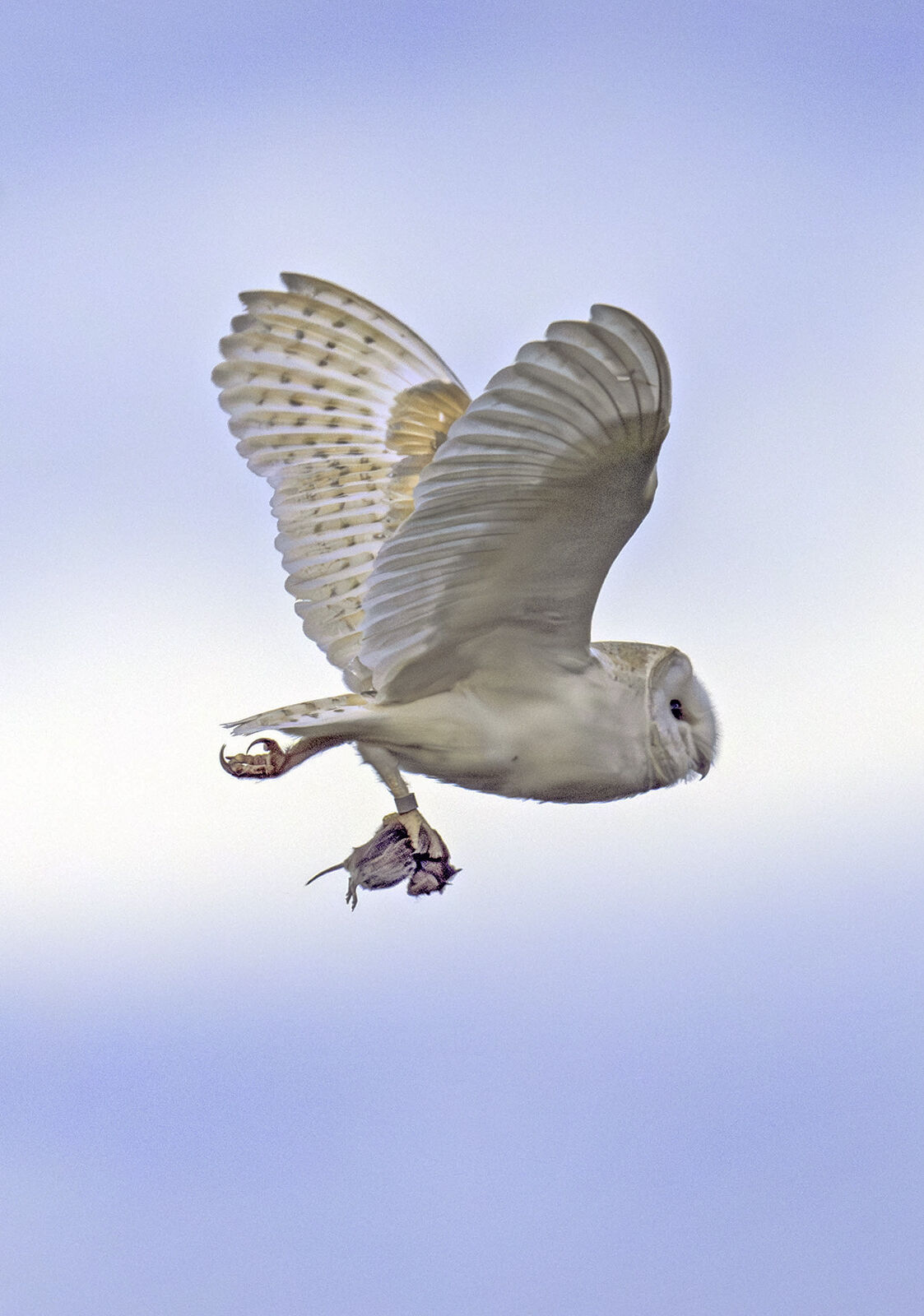 Barn Owl Tyto Alba