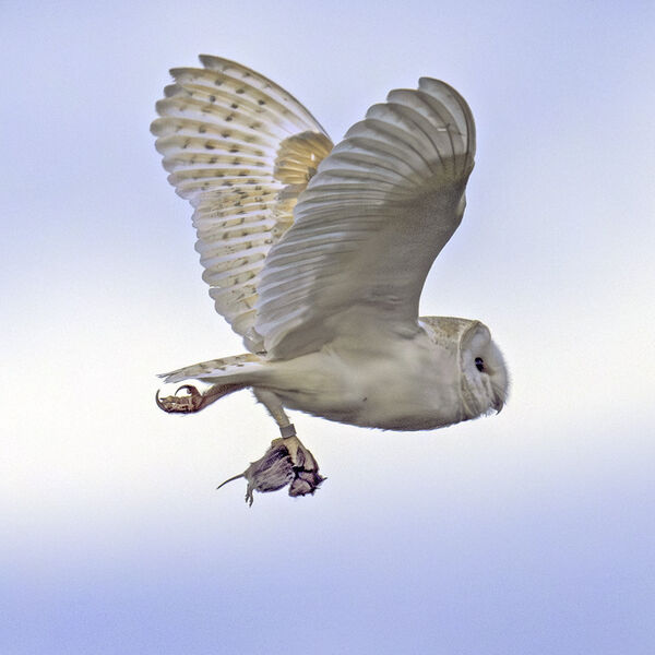 Barn Owl Tyto Alba