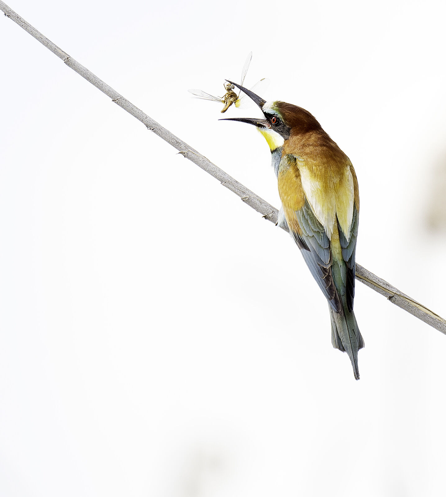 European Bee-eater Merops apiaster
