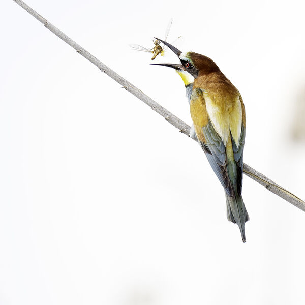 European Bee-eater Merops apiaster