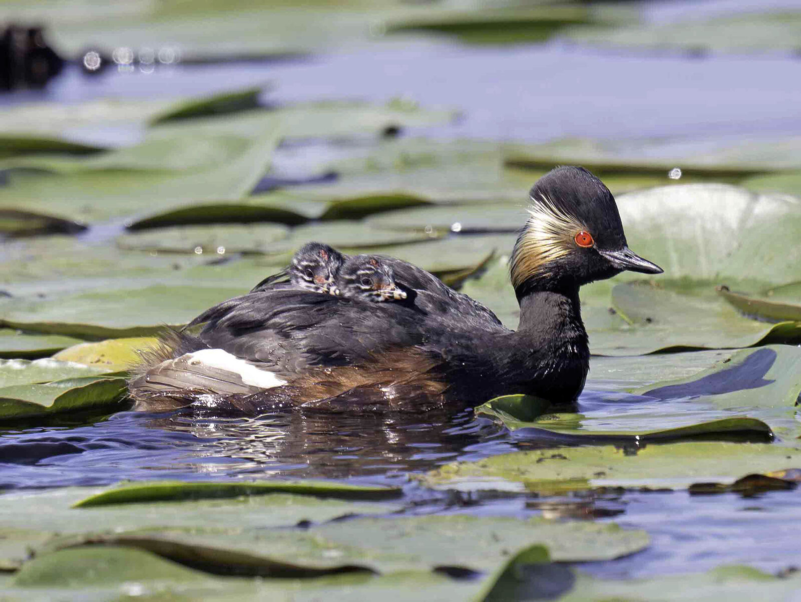 Black-necked grebe Podiceps nigricollis