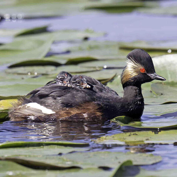 Black-necked grebe Podiceps nigricollis