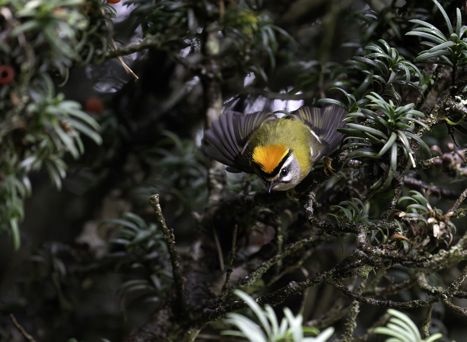 Firecrest Regulus ignicapillus