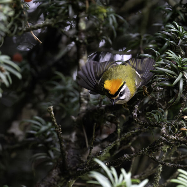 Firecrest Regulus ignicapillus