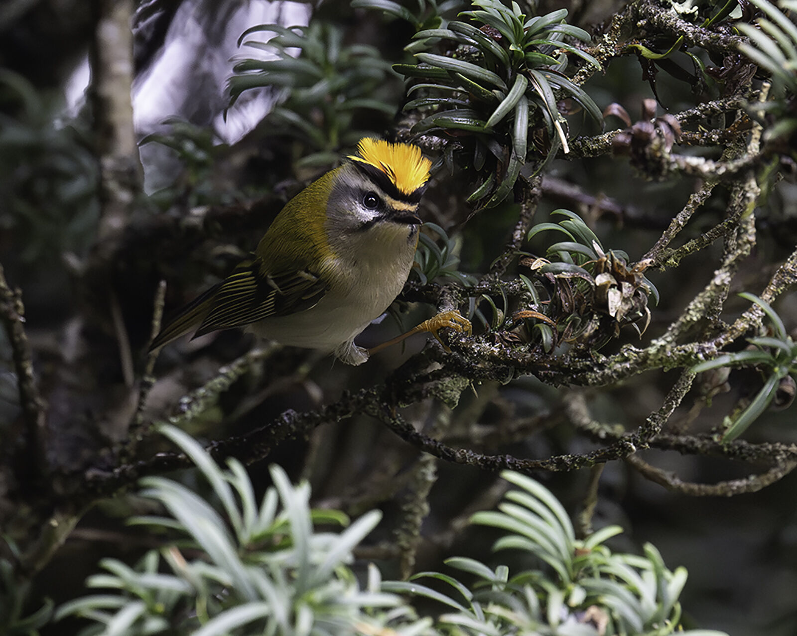 "Firecrest Regulus ignicapillus