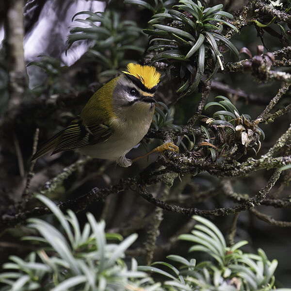 "Firecrest Regulus ignicapillus