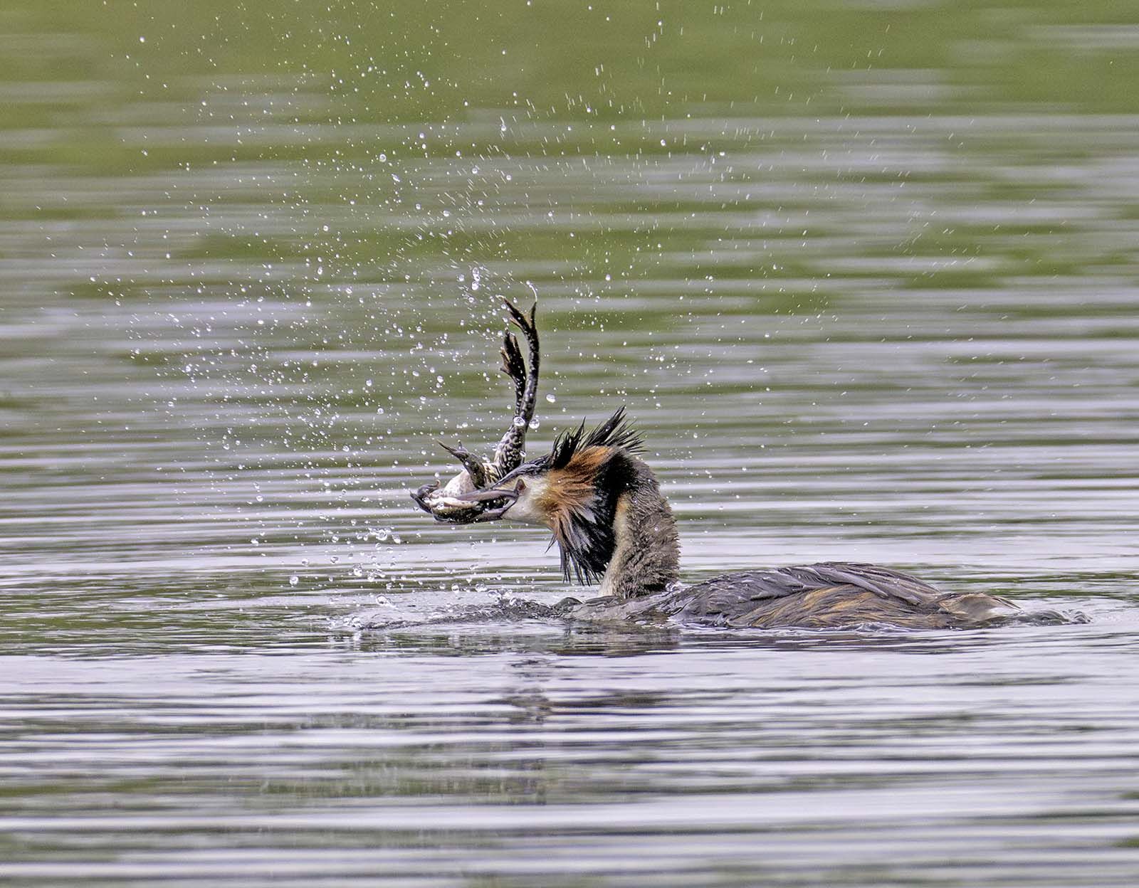 Great crested grebe Podiceps cristatus