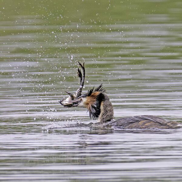 Great crested grebe Podiceps cristatus