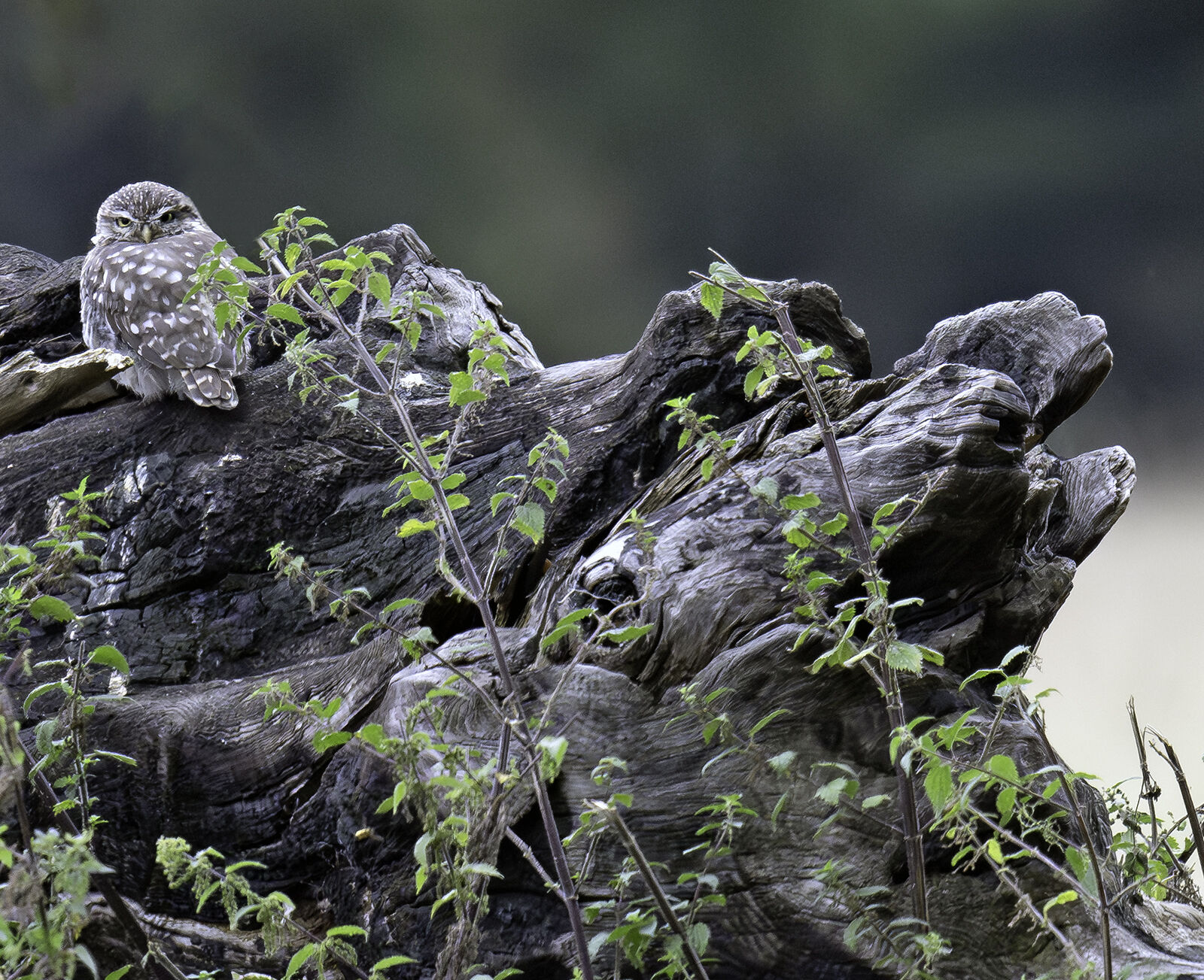 Little owl Athene noctua