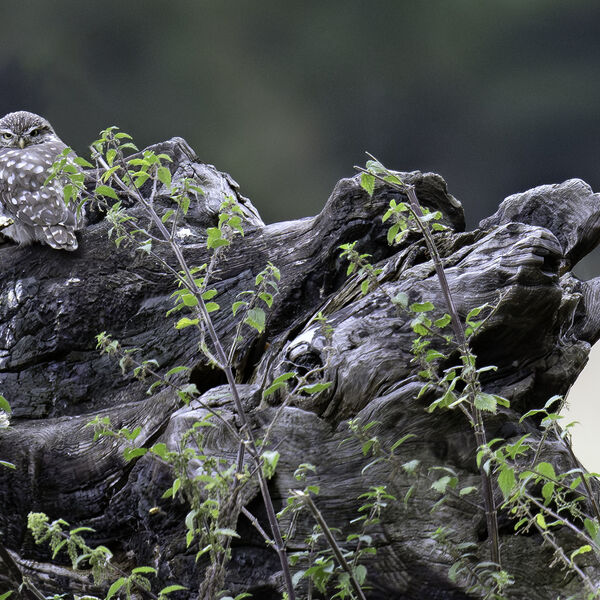 Little owl Athene noctua