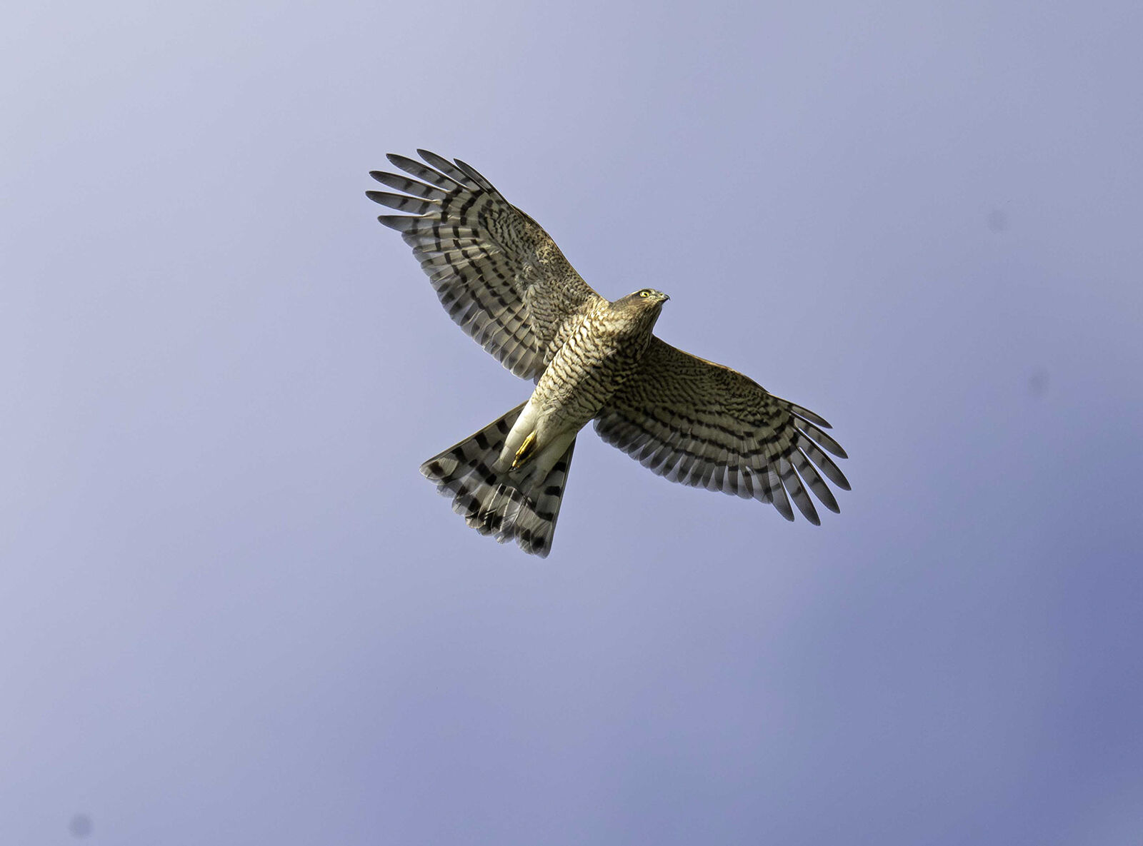 Sparrowhawk Accipiter nisus