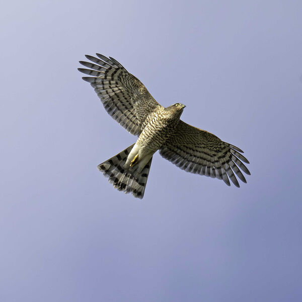 Sparrowhawk Accipiter nisus