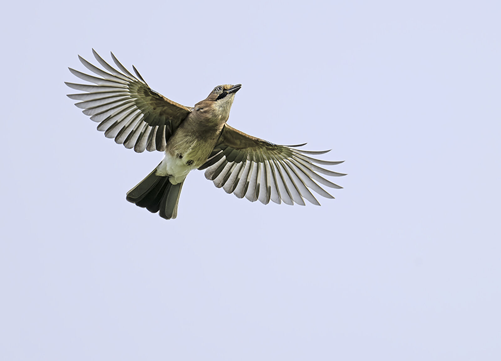 Jay Garrulus glandarius
