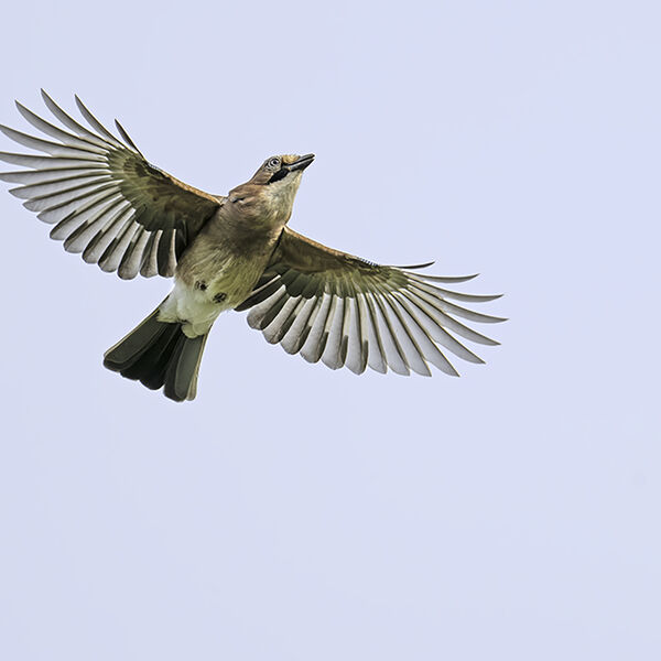 Jay Garrulus glandarius