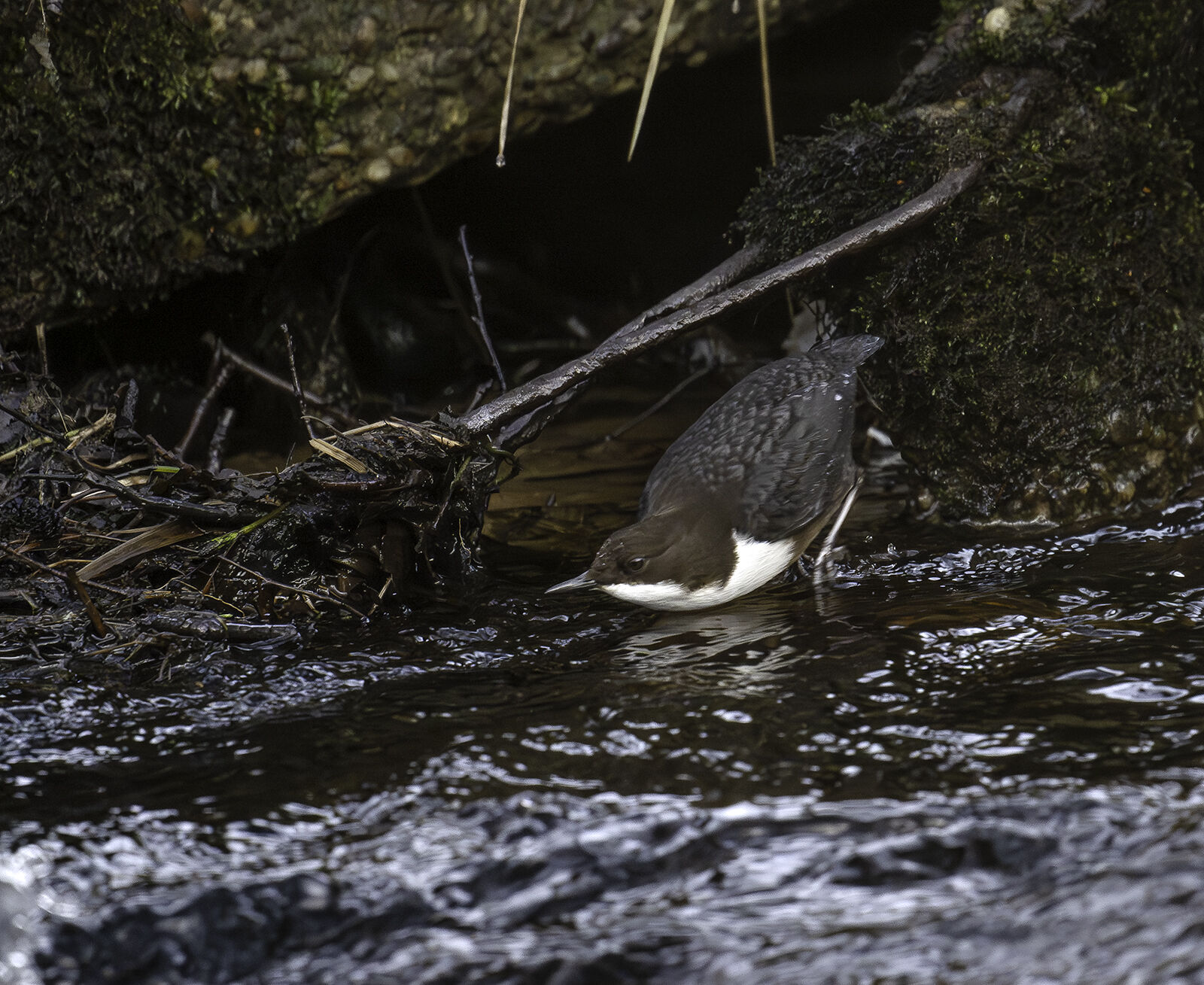 Dipper Cinclus cinclus