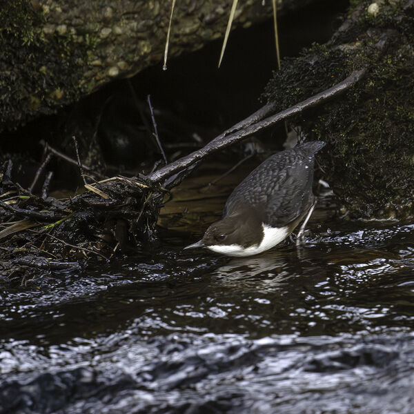 Dipper Cinclus cinclus
