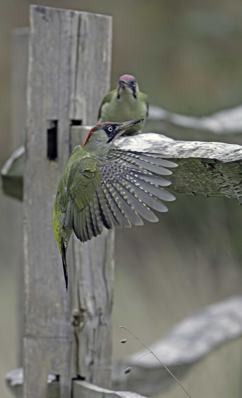 Green woodpecker Picus viridis