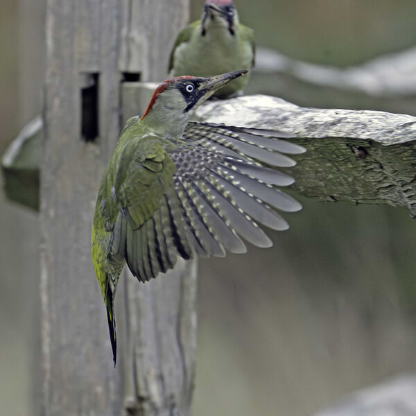 Green woodpecker Picus viridis