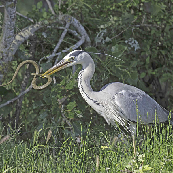 Grey Heron Ardea cinera