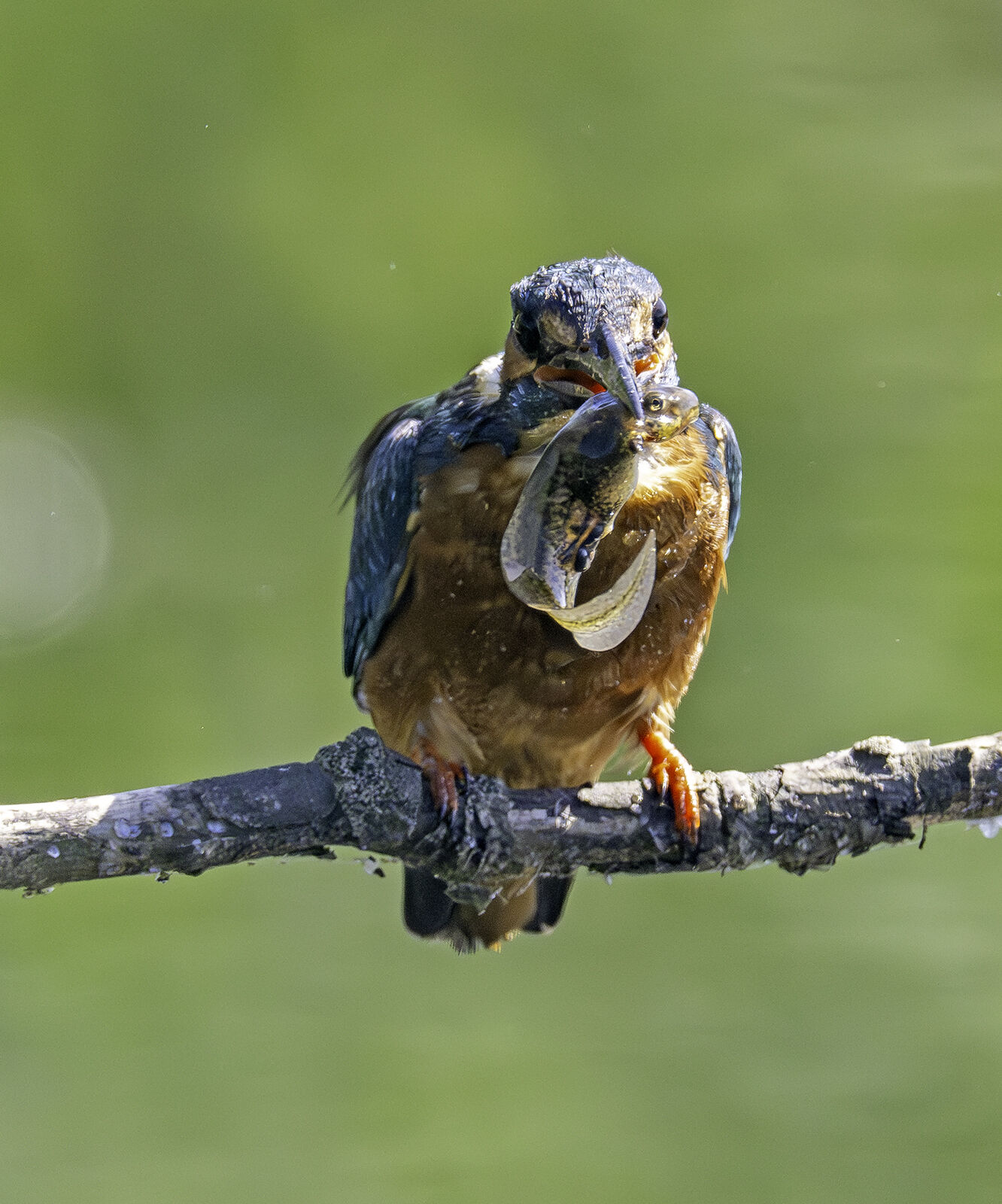Kingfisher Alcedo athis