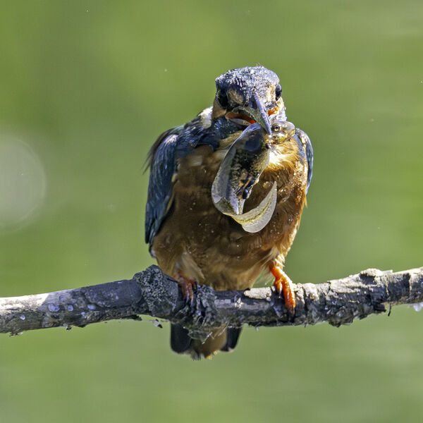 Kingfisher Alcedo athis