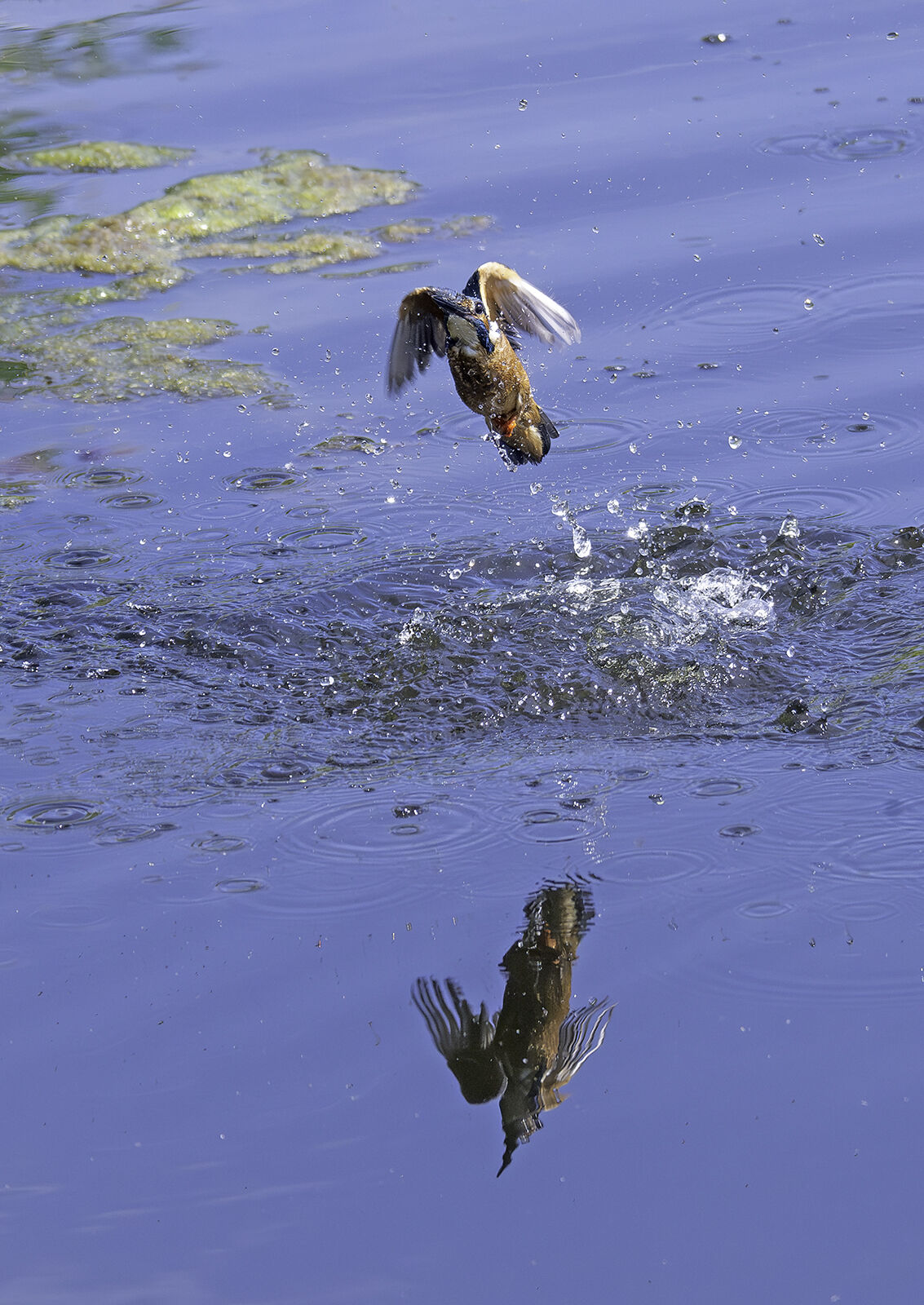 Kingfisher Alcedo athis