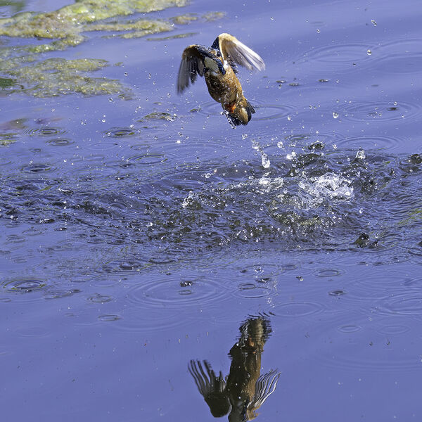 Kingfisher Alcedo athis