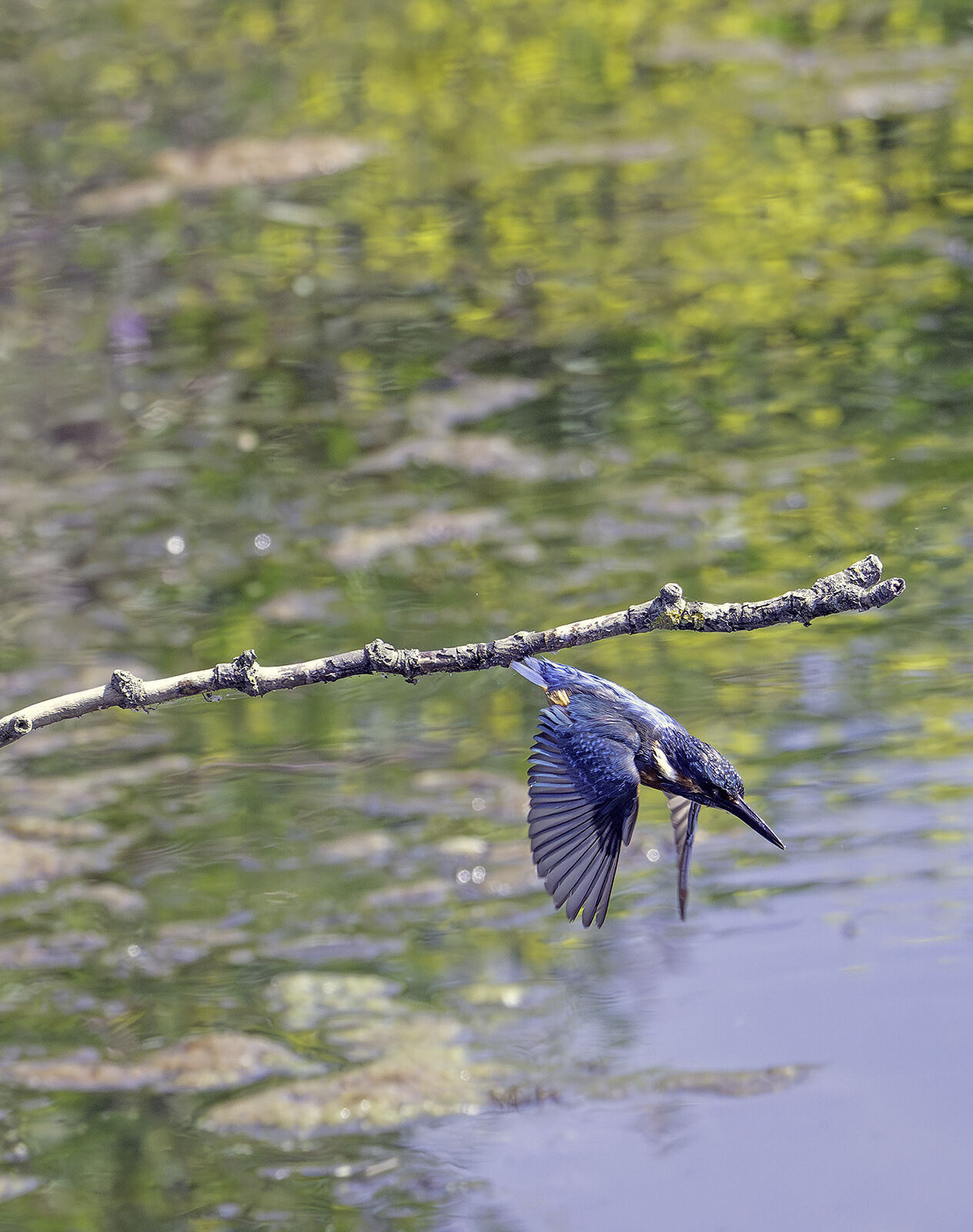 Kingfisher Alcedo athis