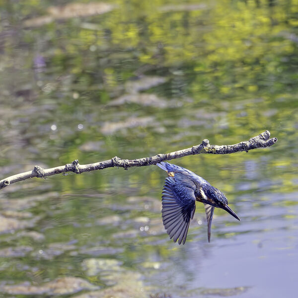 Kingfisher Alcedo athis