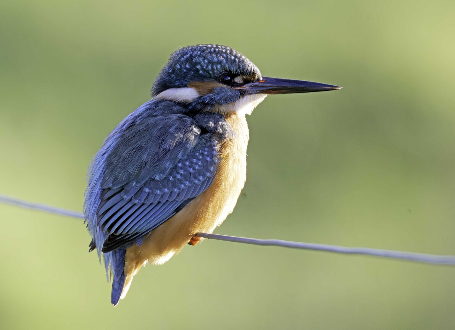 Kingfisher Alcedo athis