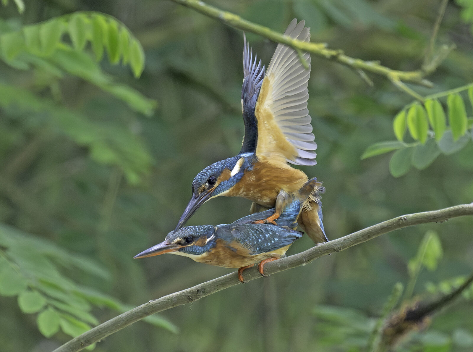 Kingfisher Alcedo athis