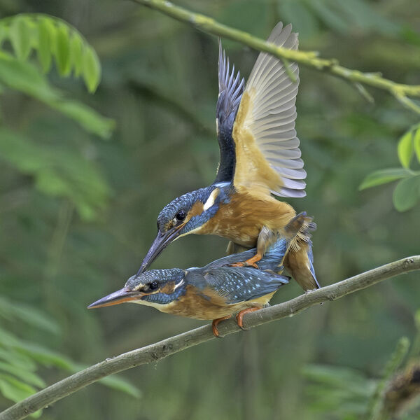 Kingfisher Alcedo athis
