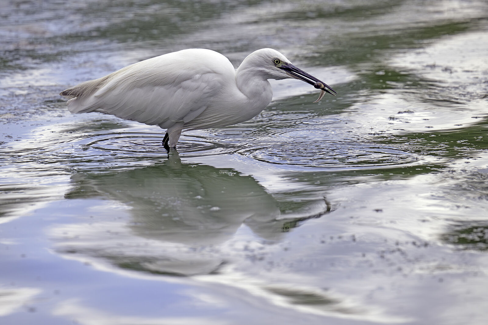 Little egret Egretta garzetta