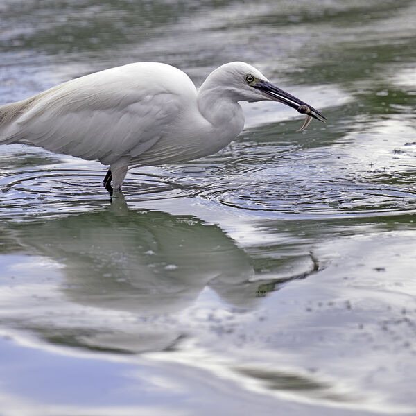 Little egret Egretta garzetta