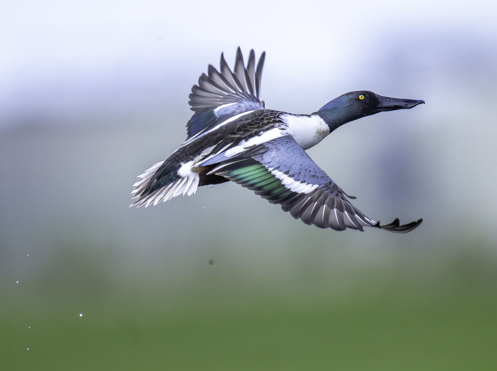 Shoveler Anas clypeata;