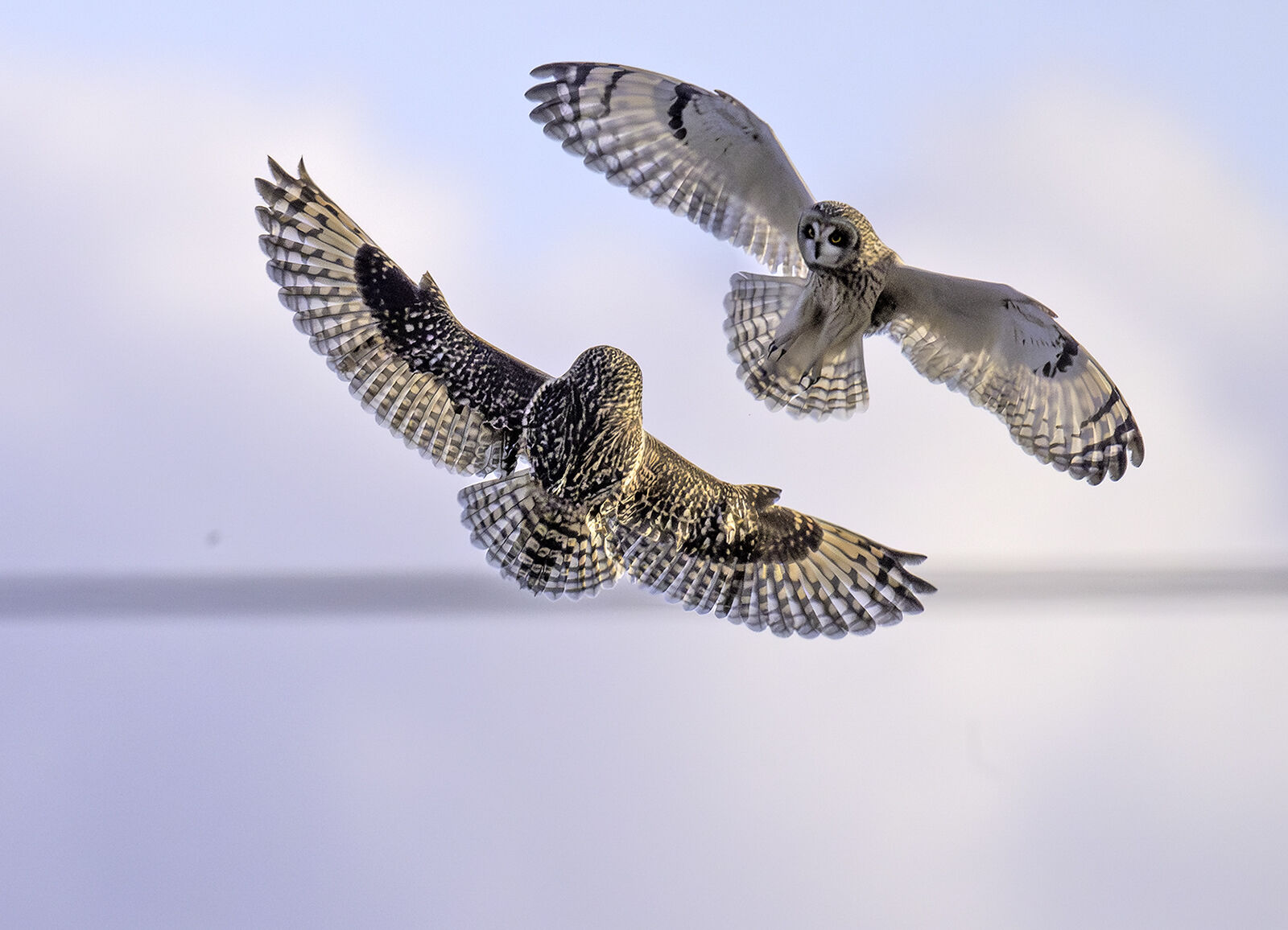 Short-eared owl Asio flameus