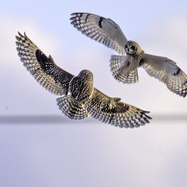 Short-eared owl Asio flameus