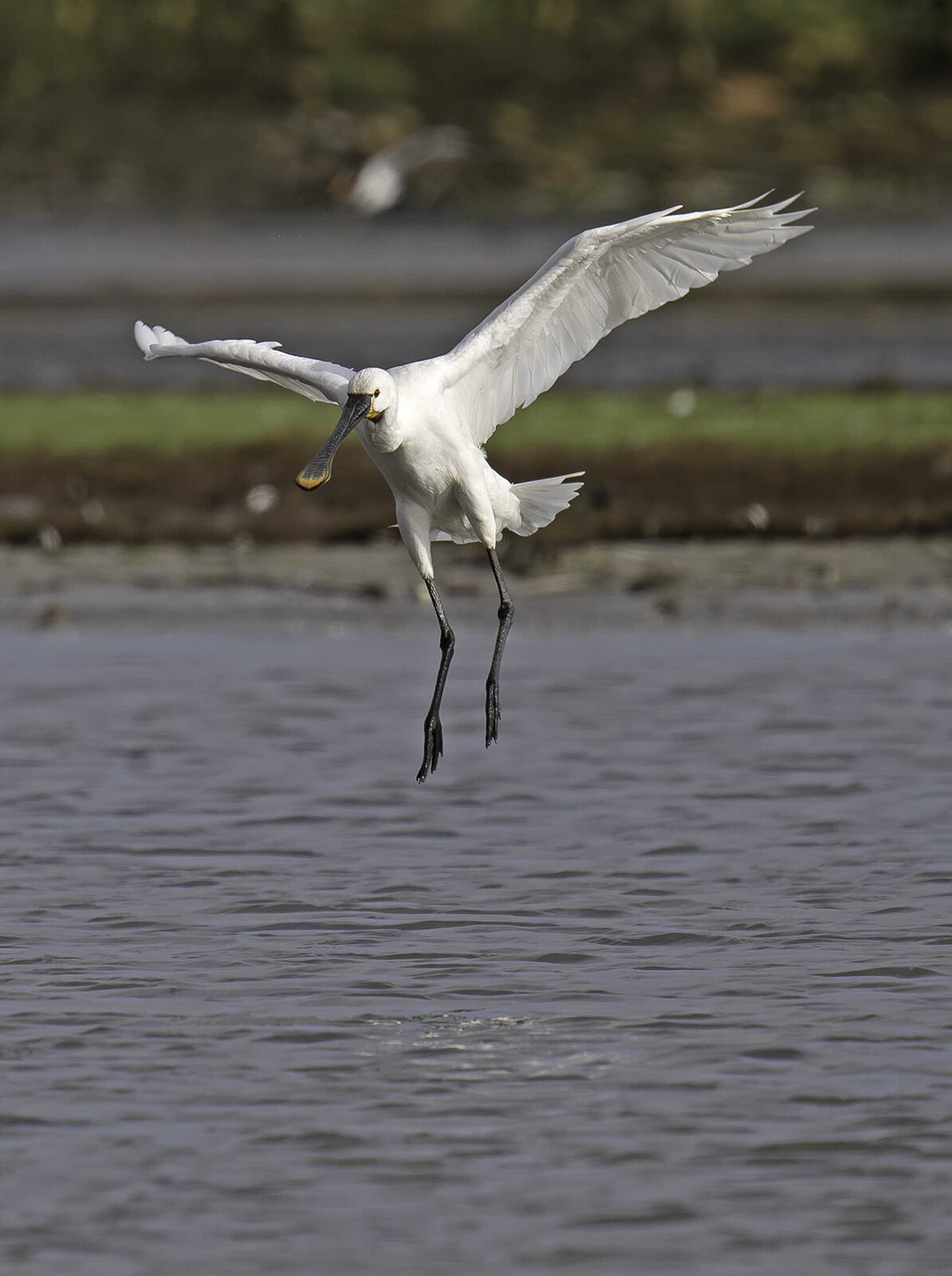 Spoonbill Platalea leucorodia t