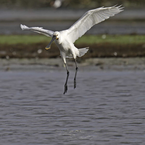 Spoonbill Platalea leucorodia t