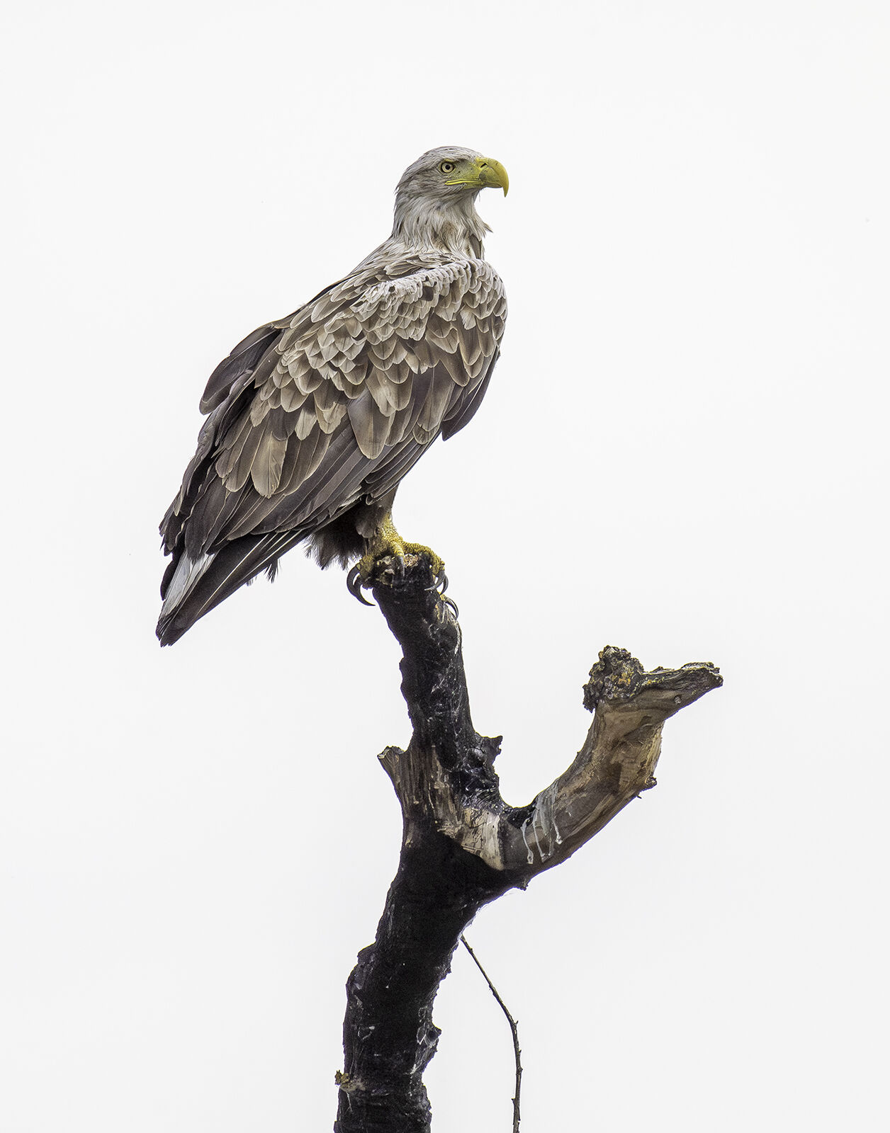 White-tailed Eagle Haliaeetus albicilla