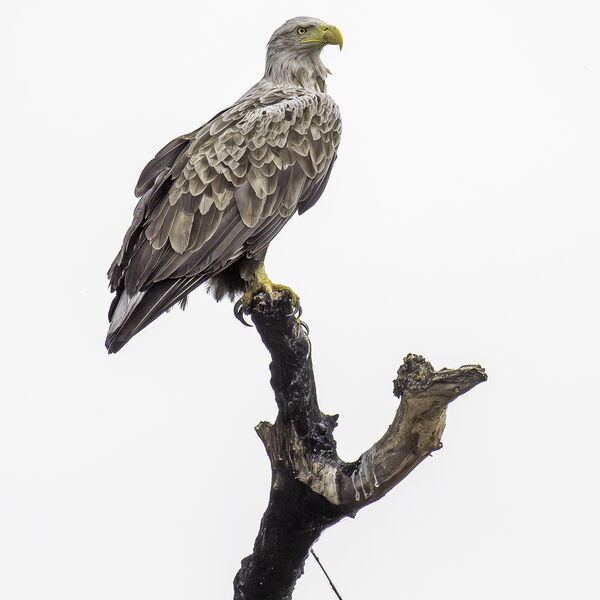 White-tailed Eagle Haliaeetus albicilla