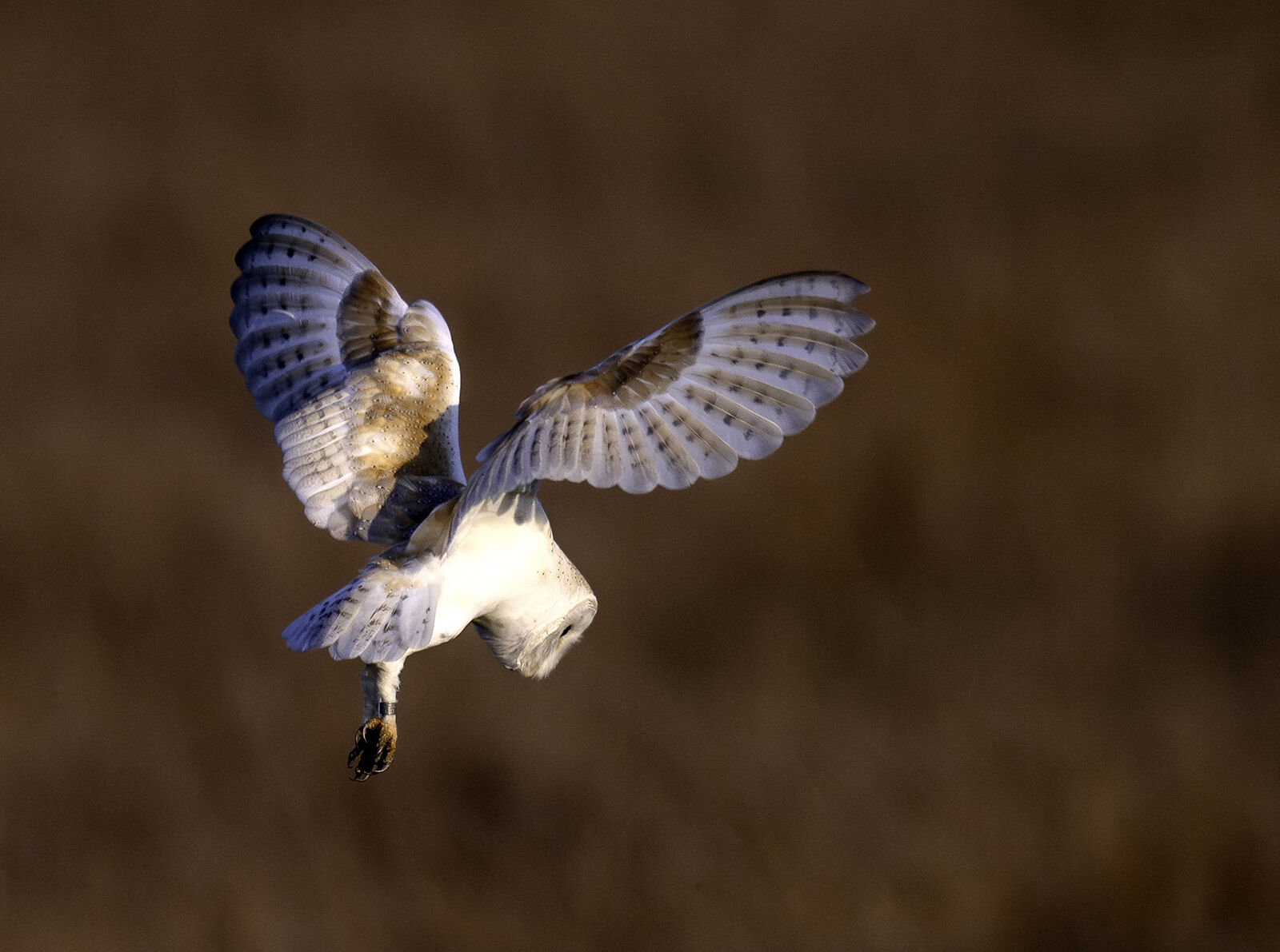 Barn owl Tyto alba