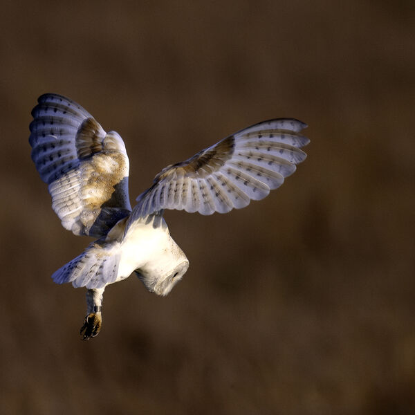 Barn owl Tyto alba