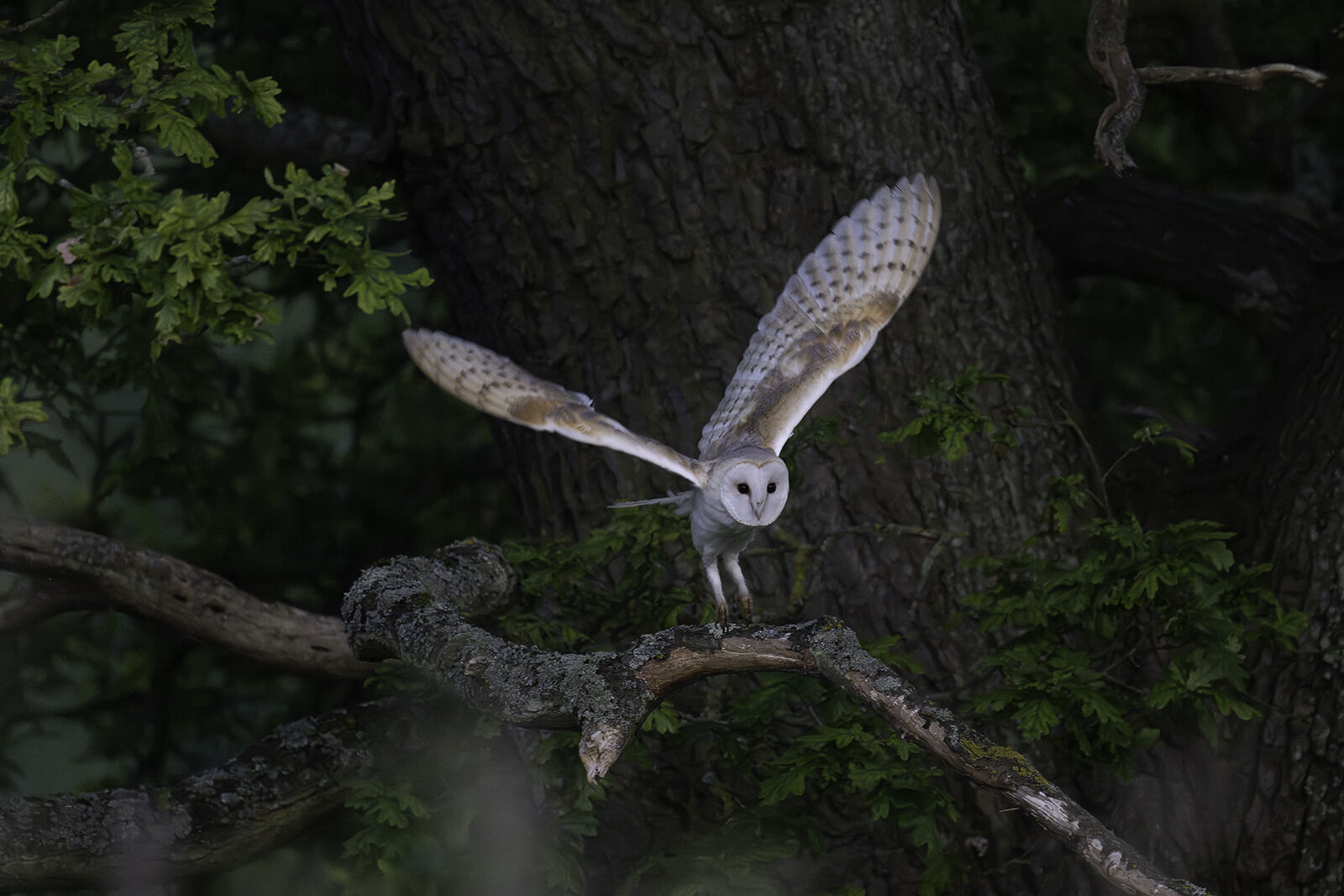 Barn owl Tyto Alba