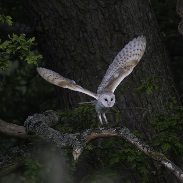 Barn owl Tyto Alba