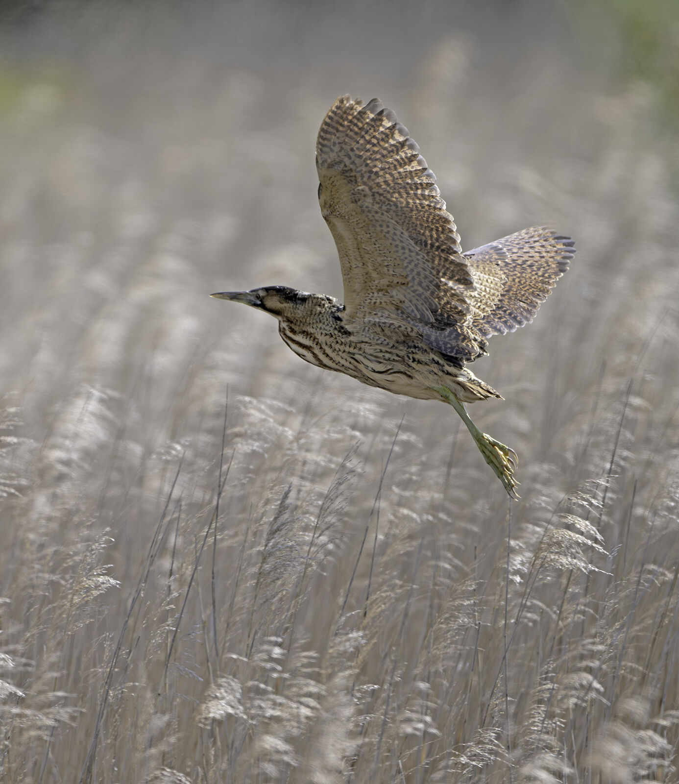 Bittern Botaurus stellaris