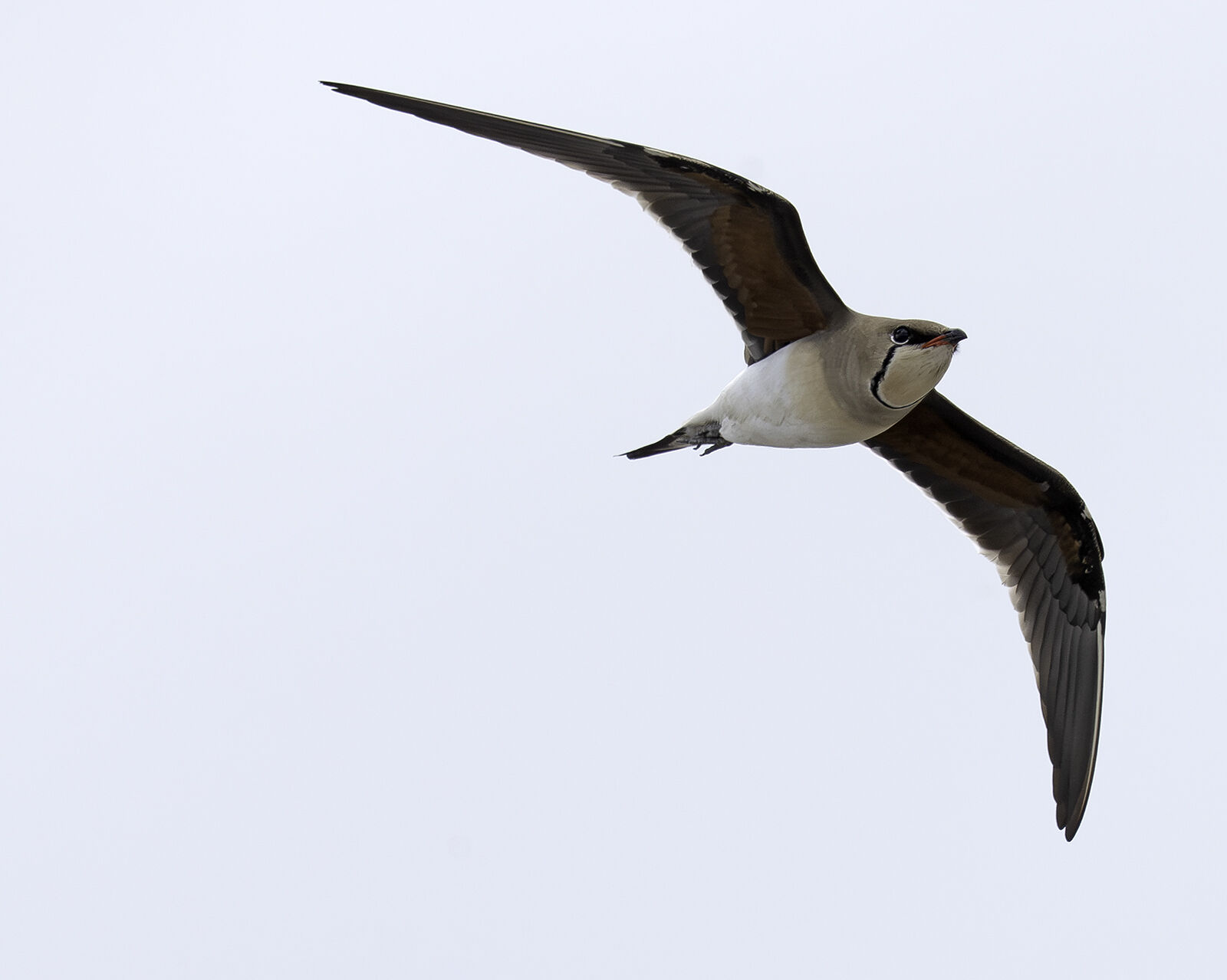 Collared pratincole Glareola pratincola
