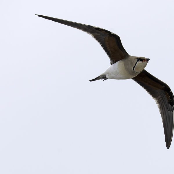 Collared pratincole Glareola pratincola