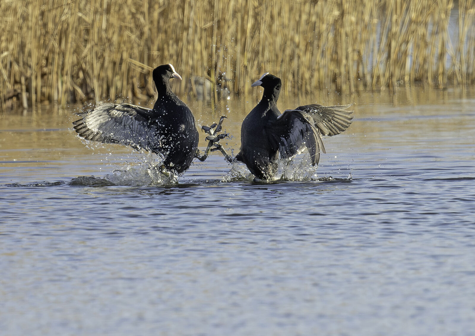 Coots Fulica aura